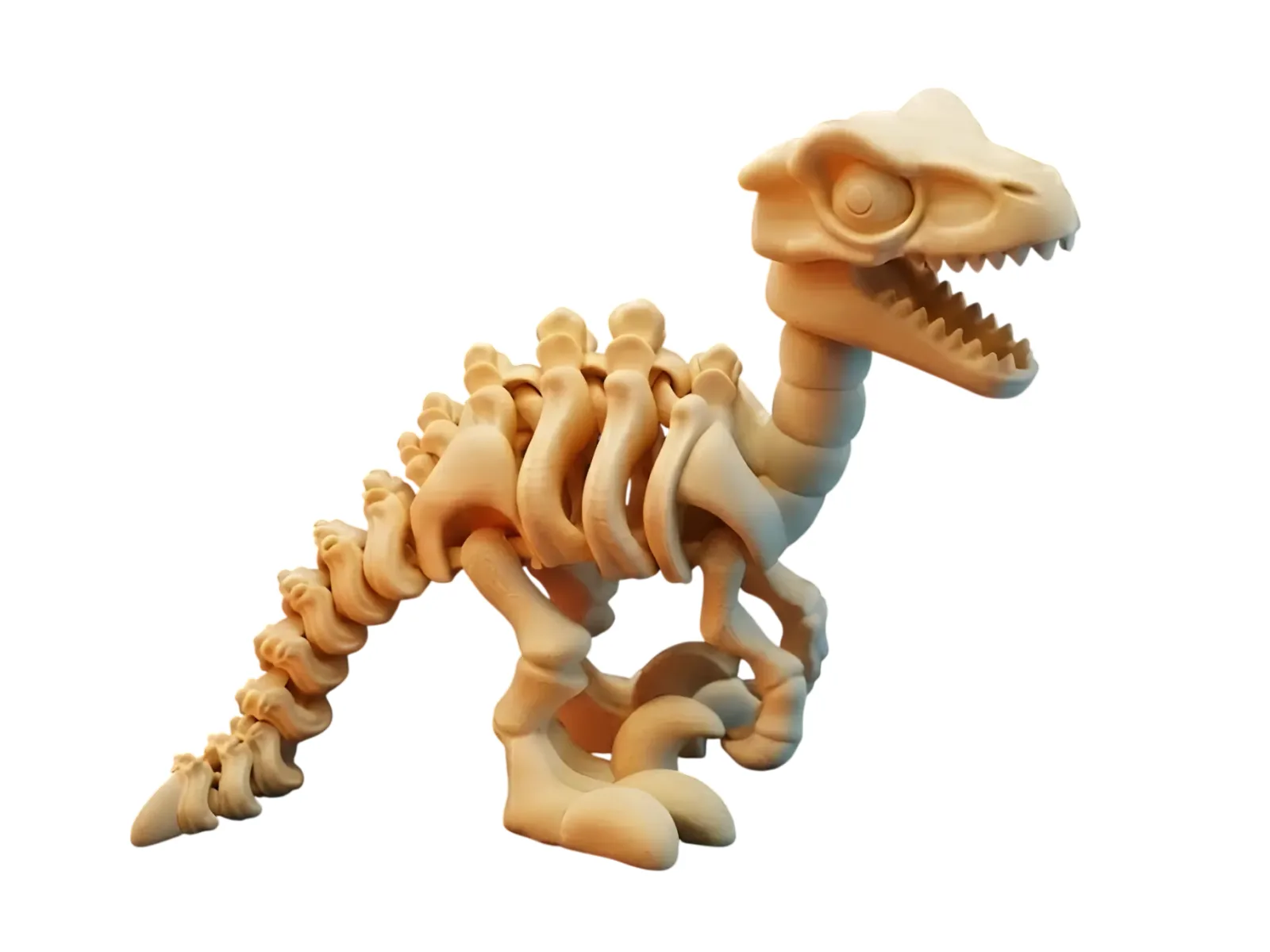 Velociraptor Esquelético Articulado